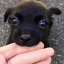 fierce