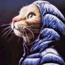 gato