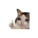 :cat11: