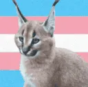 trans_floppa