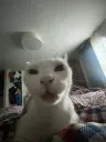 cat3