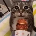 cat5