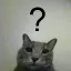 cat_what_huh_confused Discord emoji