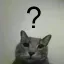 cat_what_huh_confused cat_what_huh_confused