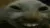 xdd