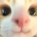 kitty