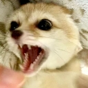 Mangay Discord Emoji | RAYNIES