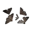 l_moths