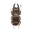 l_beetle