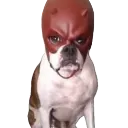 angrydog