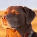 doggy