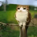Meowl