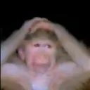 monkeysurpised