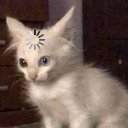 emoji_20 Discord Emoji | Pawcord 🐾