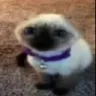 catuhm