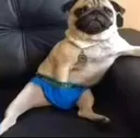 Perrorascndoseloshuevos