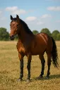 horse