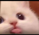 kitty Discord emoji