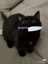 knifecat Discord emoji