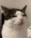 flegma Discord emoji