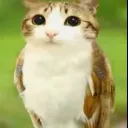 meowl
