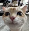 prettyasscat prettyasscat