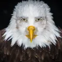 handsomestaringeagle