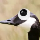 gooseeyes gooseeyes