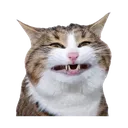 image_20251025_235438477removebg