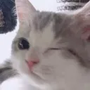 catWink