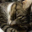 MiaSleep Discord emoji