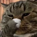 Cat_Disdain