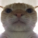 catstare Discord Emoji | Pawns.app