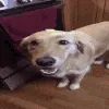 ButtaDog