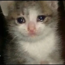Sadcat Discord emoji