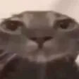 xsayotBruh