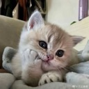 emoji_61 Discord Emoji - NV