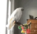 bird