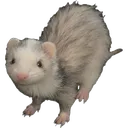 ferret