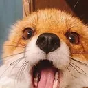 Excited_fox