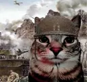 CatWarFlashback