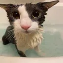 soggy