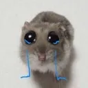 sadhamster
