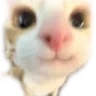 cattosmile