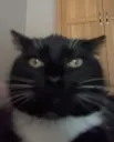 livenovareact