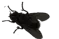 Fliege_fly_png