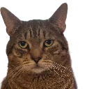 goat_cat1