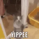 yippee