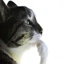 Pondering