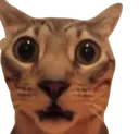 catShock